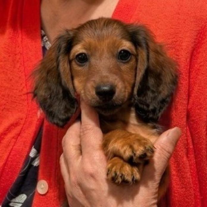 カニンヘンダックスフンド(ロング)(1448)の子犬情報