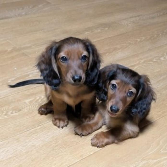 カニンヘンダックスフンド(ロング)(1448)の子犬情報