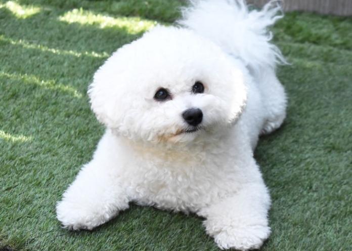 犬のプロフィール画像