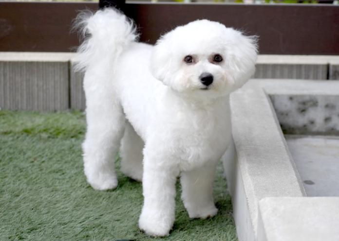 犬のプロフィール画像