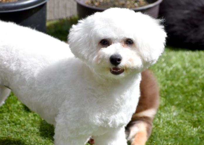 犬のプロフィール画像