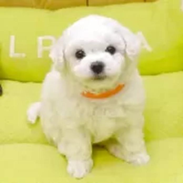 ビションフリーゼ(熊本県・女の子・2026/02/22・ホワイト)の子犬情報! | 秋月 美鈴ブリーダー(1316)