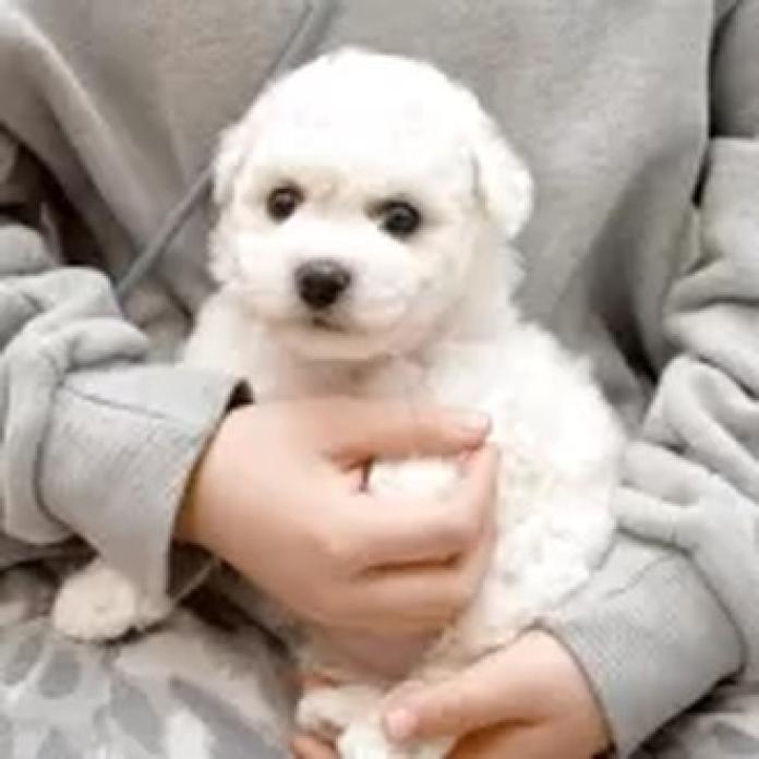 ビションフリーゼ(熊本県・女の子・2026/02/22・ホワイト)の子犬情報! | 秋月 美鈴ブリーダー(1317)