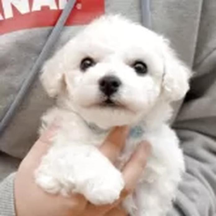 ビションフリーゼ(熊本県・男の子・2026/02/22・ホワイト)の子犬情報! | 秋月 美鈴ブリーダー(1318)