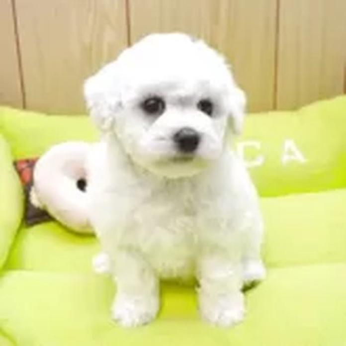 ビションフリーゼ(熊本県・女の子・2026/02/26・ホワイト)の子犬情報! | 秋月 美鈴ブリーダー(1319)