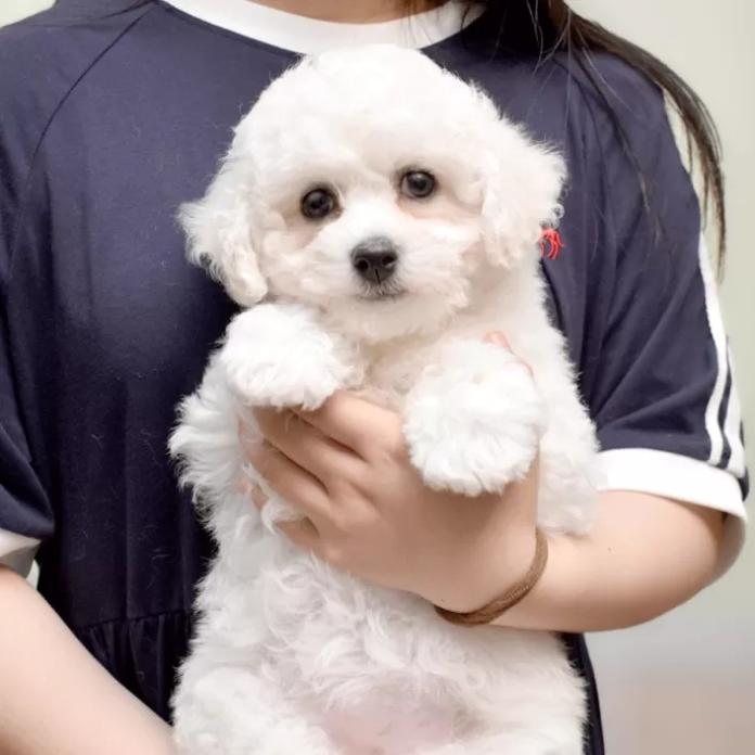 ビションフリーゼ(1319)の子犬情報
