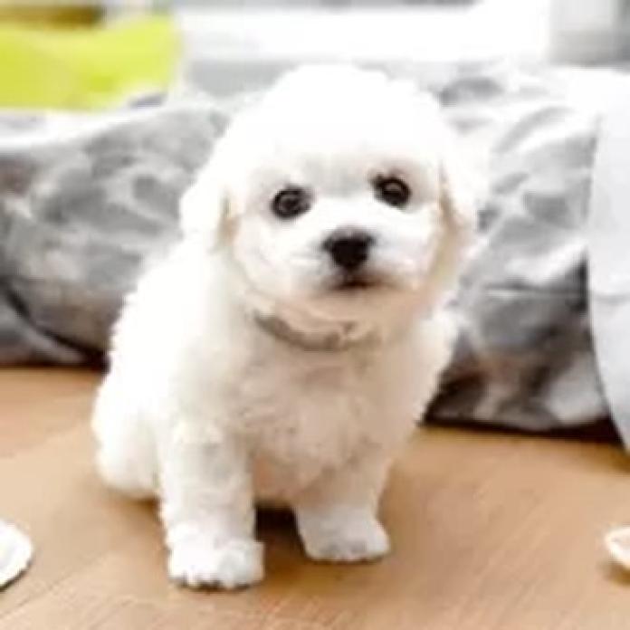 ビションフリーゼ(熊本県・男の子・2026/02/26・ホワイト)の子犬情報! | 秋月 美鈴ブリーダー(1320)