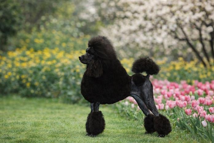 犬のプロフィール画像