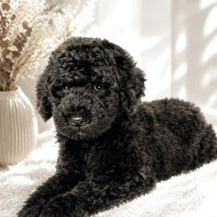 スタンダードプードル(大分県・女の子・2026/03/03・ブラック)の子犬情報! | 後藤 沙織ブリーダー(1385)