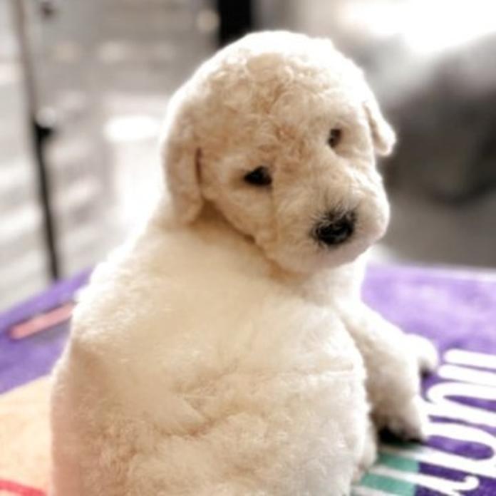 スタンダードプードル(大分県・男の子・2026/03/03・ホワイト)の子犬情報! | 後藤 沙織ブリーダー(1386)