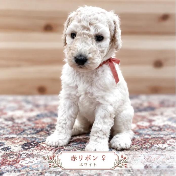 スタンダードプードル(大分県・女の子・2026/09/22・ホワイト)の子犬情報! | 後藤 沙織ブリーダー(2078)