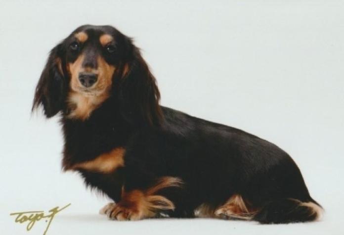 犬のプロフィール画像