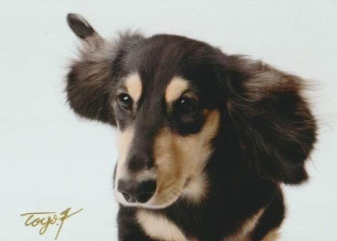 名取 亜矢子ブリーダー(東京都)の情報・子犬一覧