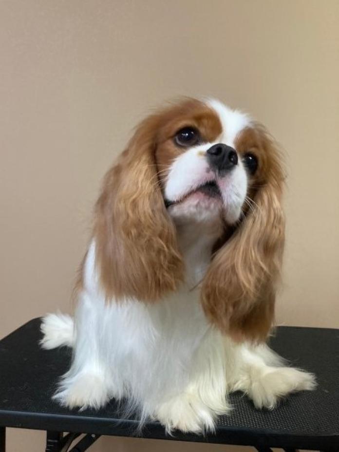犬のプロフィール画像