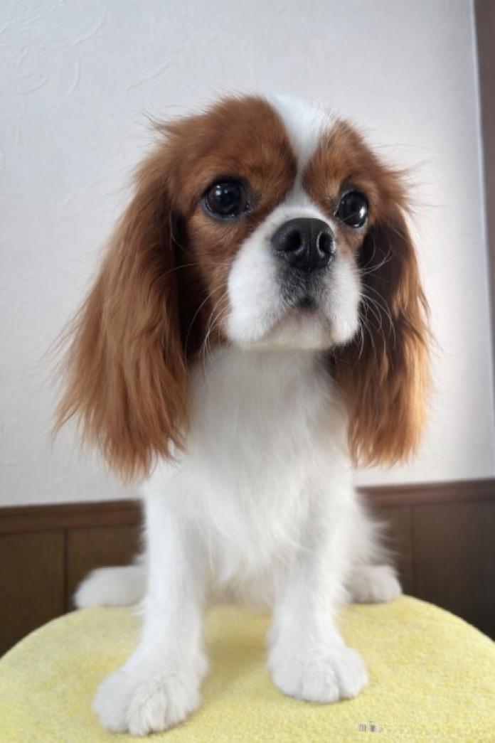 犬のプロフィール画像