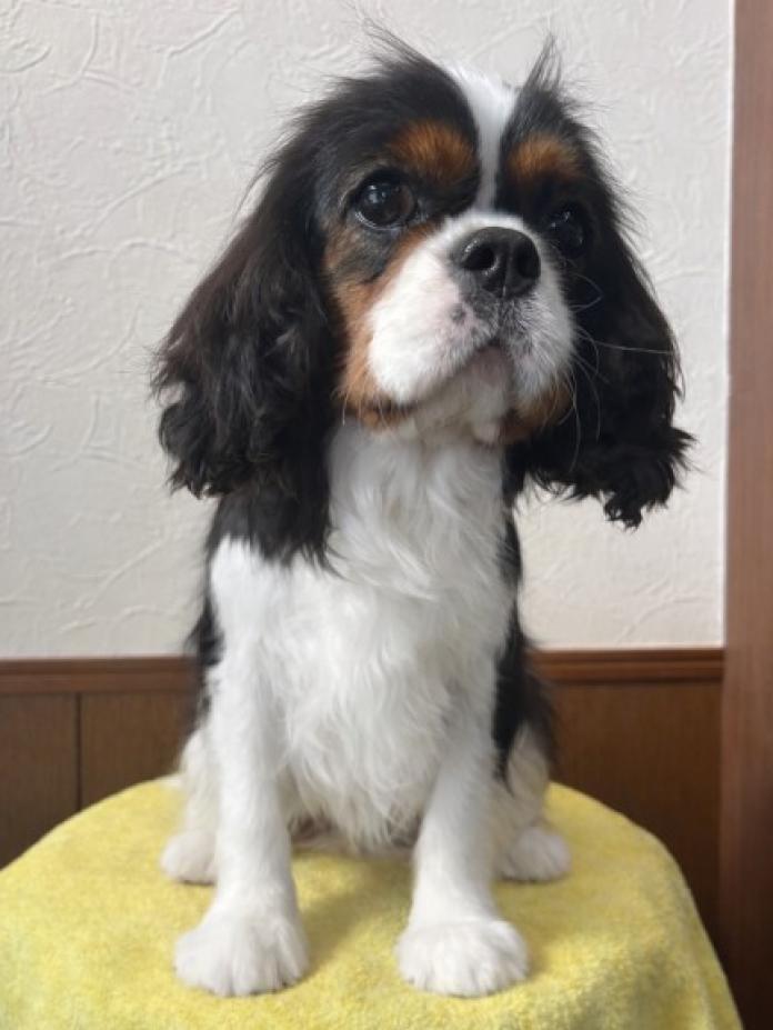 犬のプロフィール画像