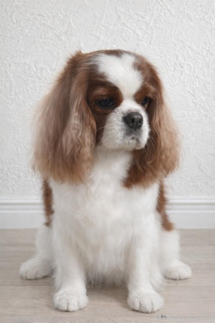 犬のプロフィール画像