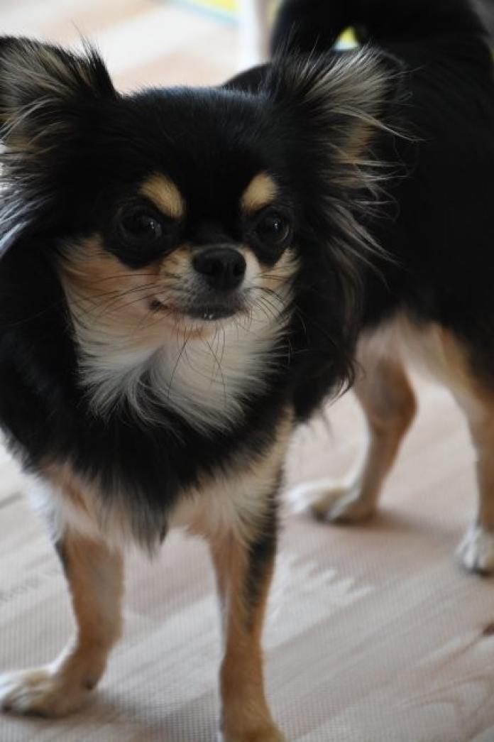 犬のプロフィール画像
