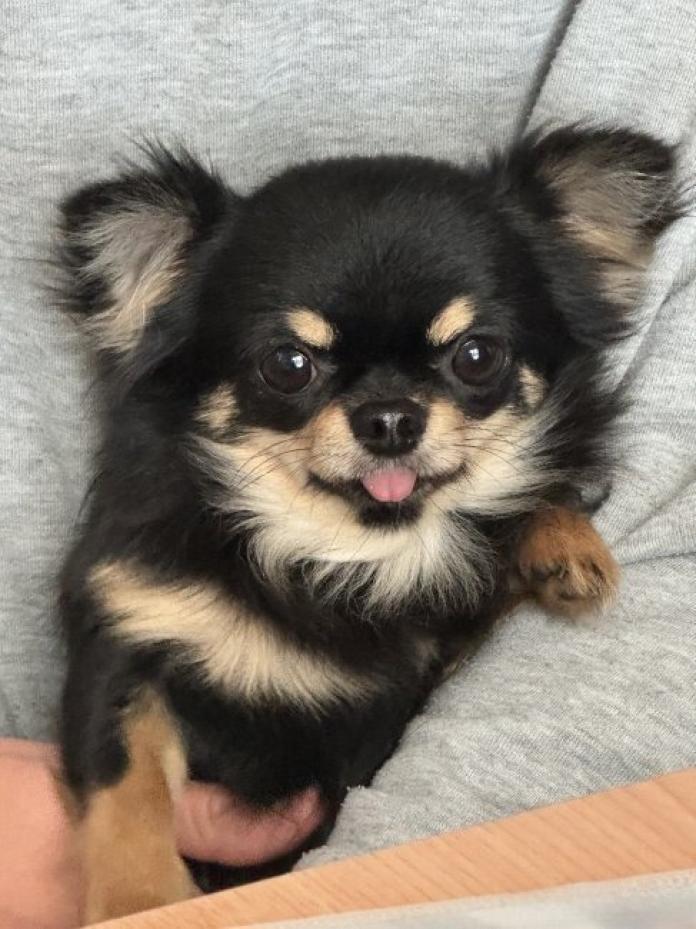 犬のプロフィール画像