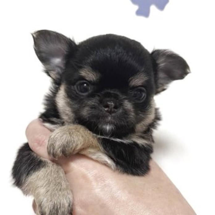 チワワ(ロング)(福岡県・男の子・2026/06/02・ブラック&タン)の子犬情報! | 大中 美保ブリーダー(1685)