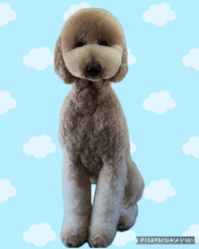 犬のプロフィール画像