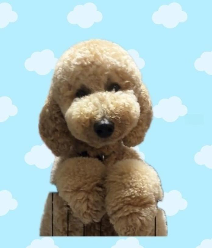 犬のプロフィール画像