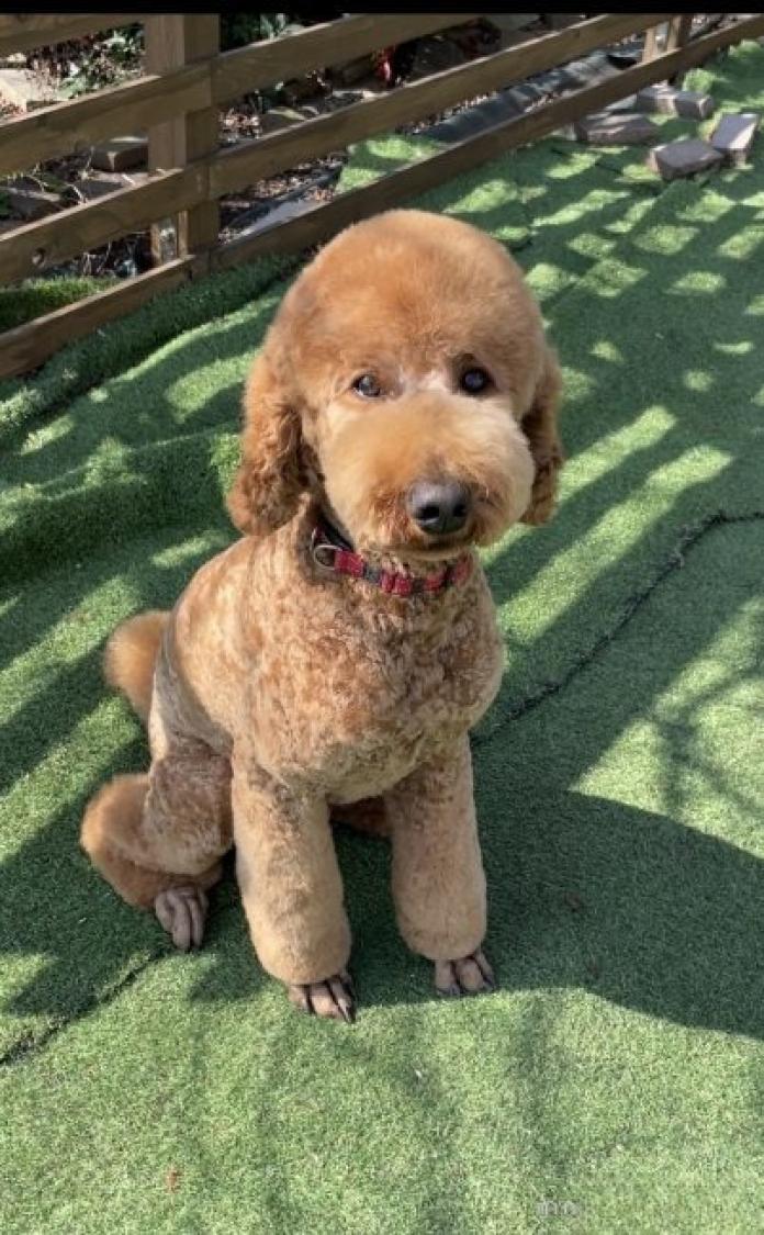 犬のプロフィール画像