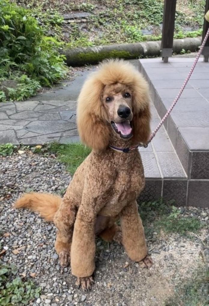 犬のプロフィール画像