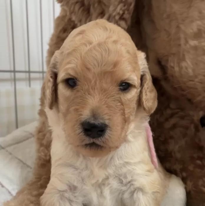 スタンダードプードル(1635)の子犬情報