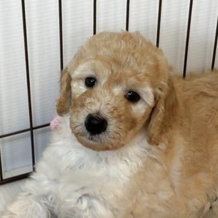 スタンダードプードル(1635)の子犬情報