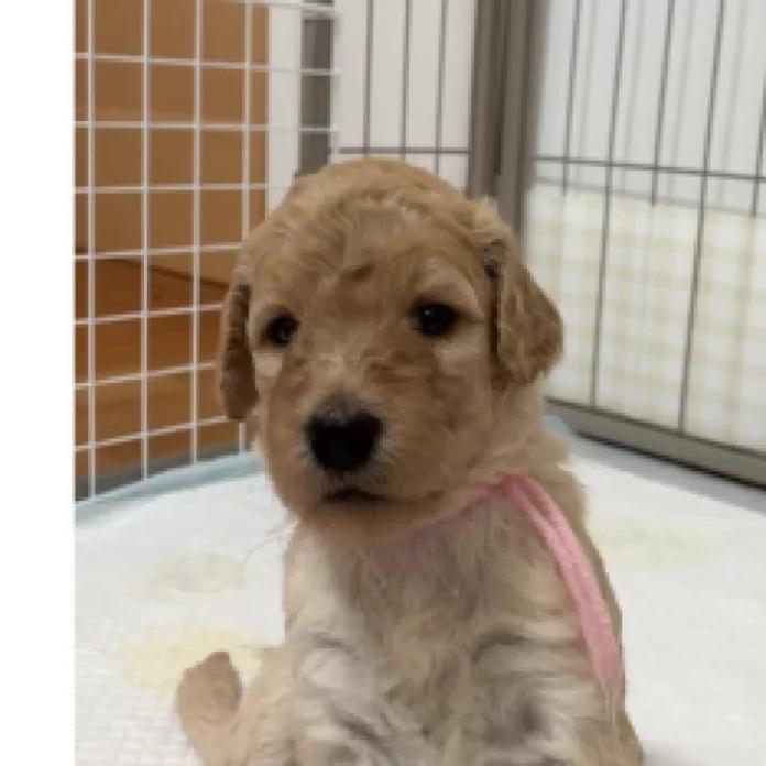 スタンダードプードル(大分県・女の子・2026/06/22・クリーム系)の子犬情報! | 高橋 由希ブリーダー(1635)