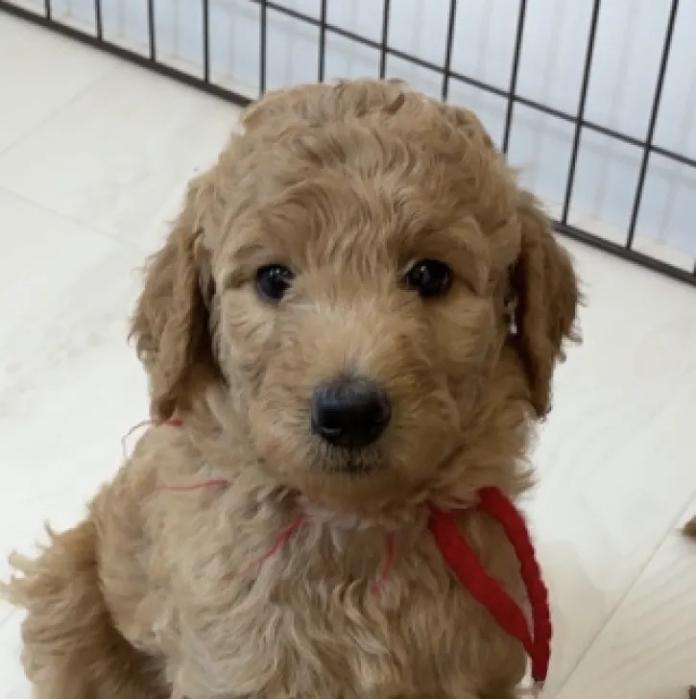 スタンダードプードル(1669)の子犬情報