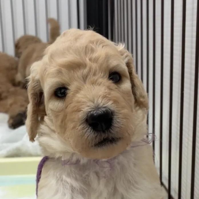 スタンダードプードル(1670)の子犬情報