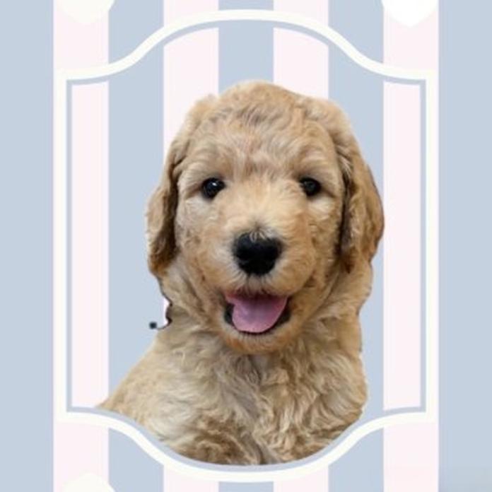 スタンダードプードル(1715)の子犬情報