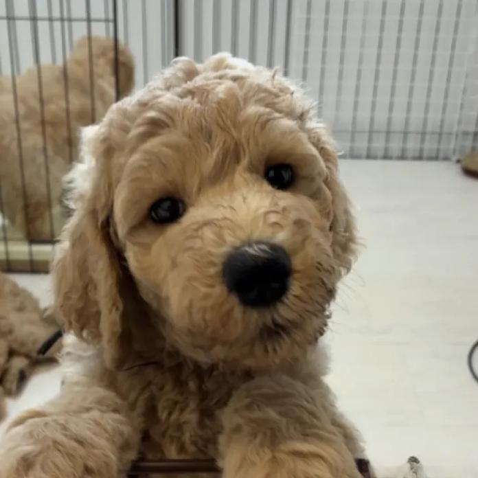スタンダードプードル(1715)の子犬情報