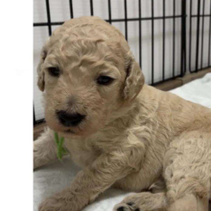 スタンダードプードル(大分県・男の子・2026/09/24・オレンジフォーン)の子犬情報! | 高橋 由希ブリーダー(2030)