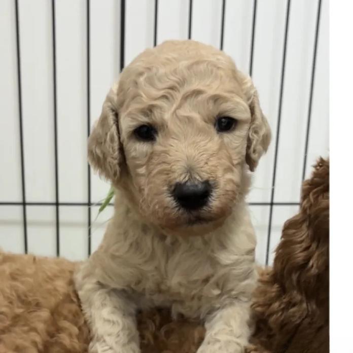 スタンダードプードル(大分県・男の子・2026/09/24・オレンジフォーン)の子犬情報! | 高橋 由希ブリーダー(2030)