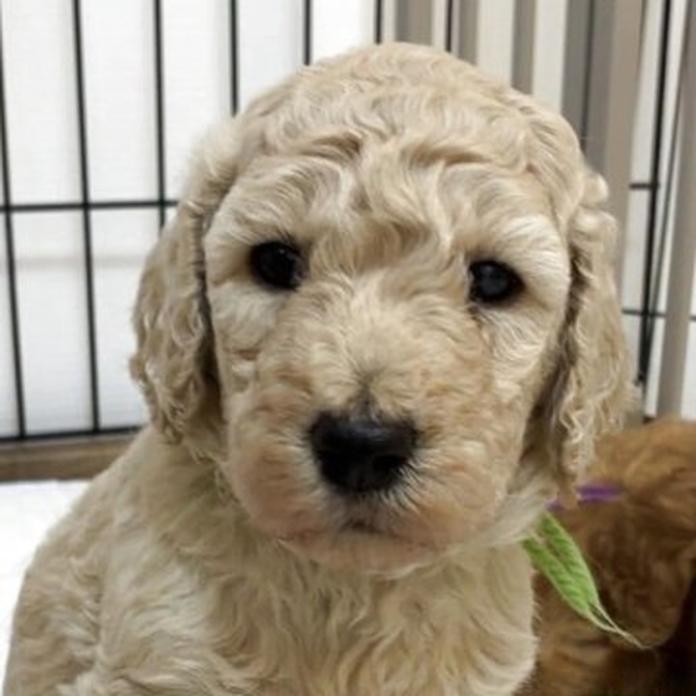 スタンダードプードル(大分県・男の子・2026/09/24・オレンジフォーン)の子犬情報! | 高橋 由希ブリーダー(2030)