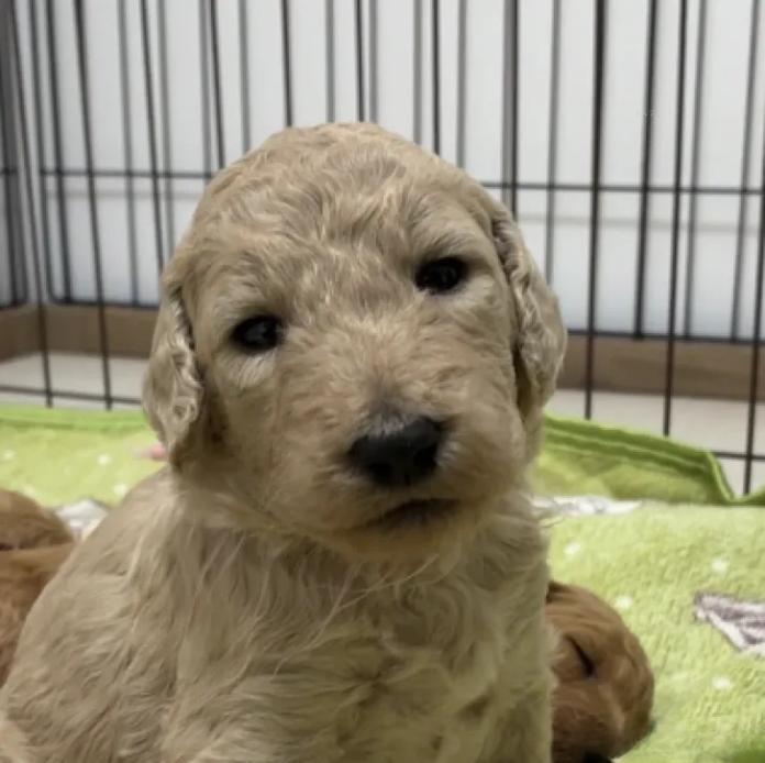 スタンダードプードル(大分県・女の子・2026/09/24・オレンジフォーン)の子犬情報! | 高橋 由希ブリーダー(2038)