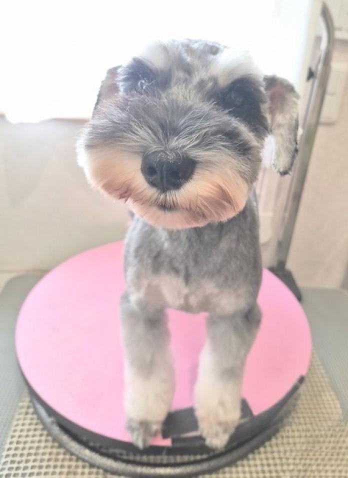 犬のプロフィール画像