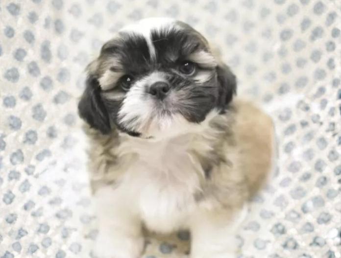 シーズー(千葉県・男の子・2025/11/13・ゴールド&ホワイト)の子犬情報! | 増岡 絵理ブリーダー(1043)