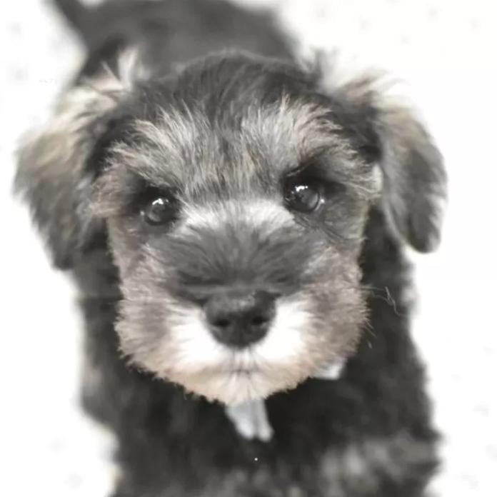ミニチュアシュナウザー(千葉県・男の子・2025/11/29・ソルト&ペッパー)の子犬情報! | 増岡 絵理ブリーダー(1071)