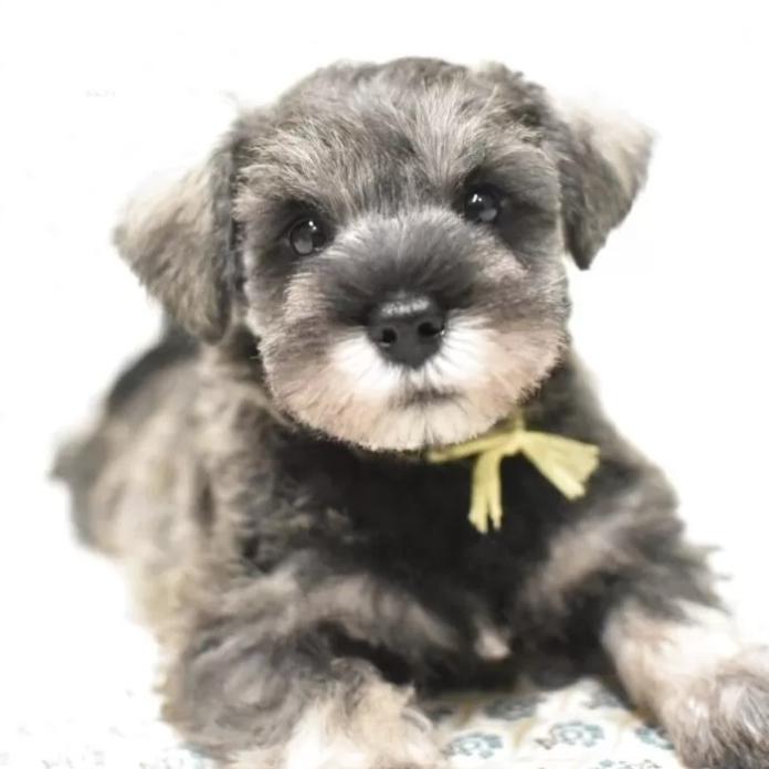 ミニチュアシュナウザー(千葉県・女の子・2025/11/29・ソルト&ペッパー)の子犬情報! | 増岡 絵理ブリーダー(1072)