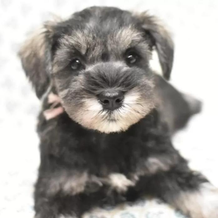 ミニチュアシュナウザー(千葉県・女の子・2025/11/29・ソルト&ペッパー)の子犬情報! | 増岡 絵理ブリーダー(1073)