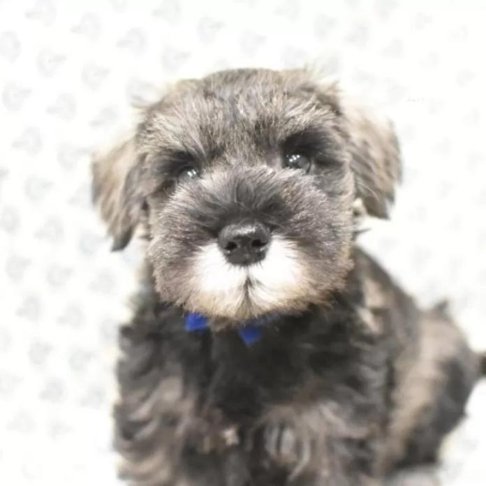ミニチュアシュナウザー(千葉県・男の子・2025/12/07・ソルト&ペッパー)の子犬情報! | 増岡 絵理ブリーダー(1116)