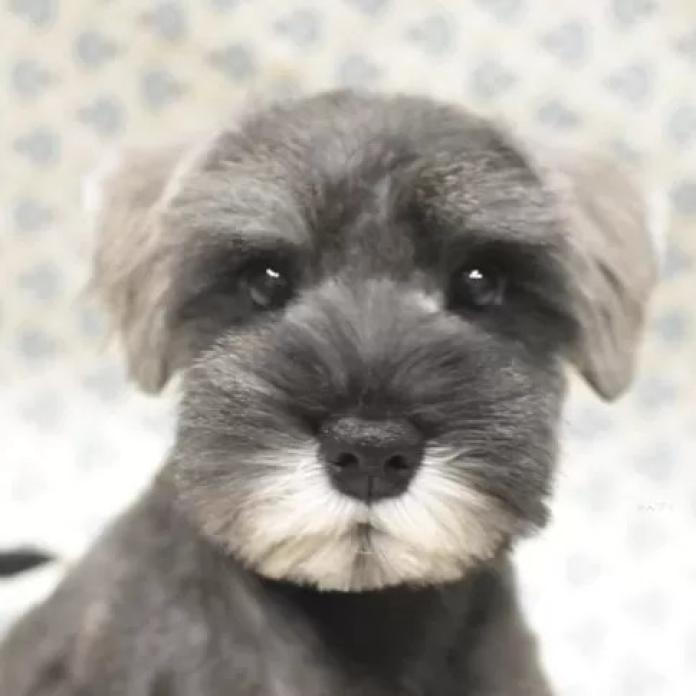 ミニチュアシュナウザー(千葉県・男の子・2025/12/07・ソルト&ペッパー)の子犬情報! | 増岡 絵理ブリーダー(1116)