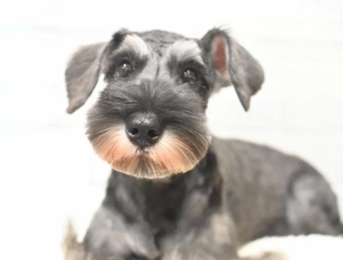 犬のプロフィール画像