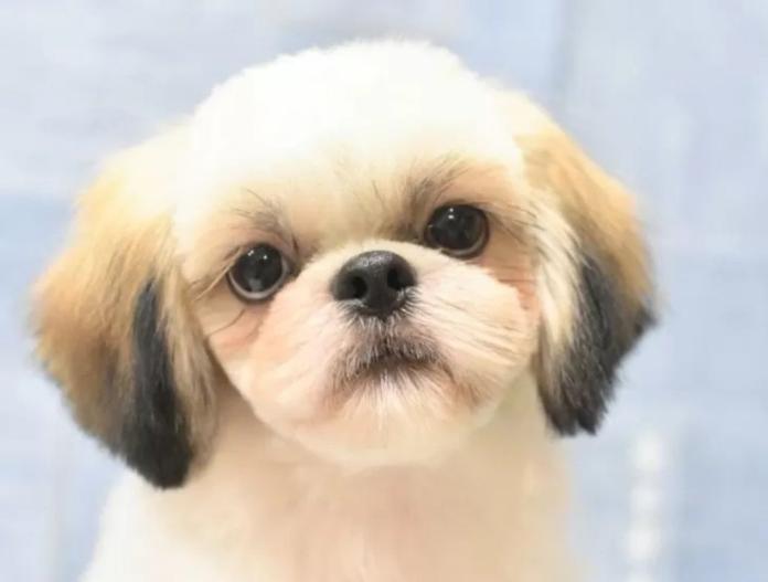 犬のプロフィール画像