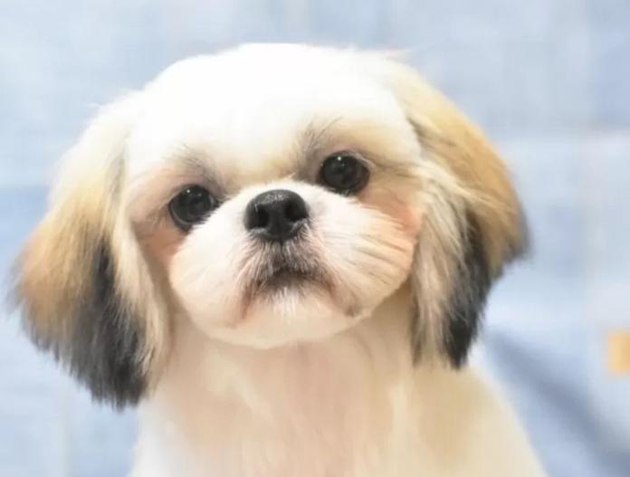 犬のプロフィール画像