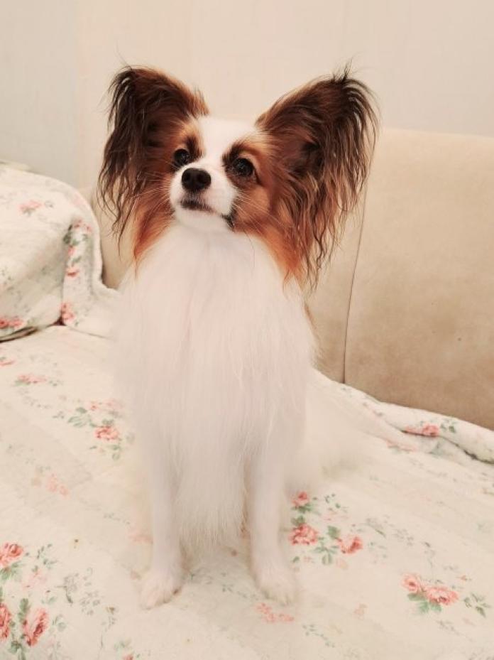 犬のプロフィール画像